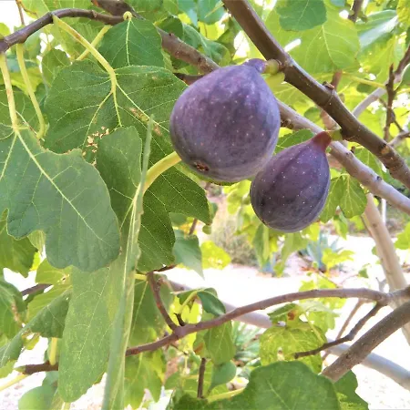 Maxim With Private Pool Вилла